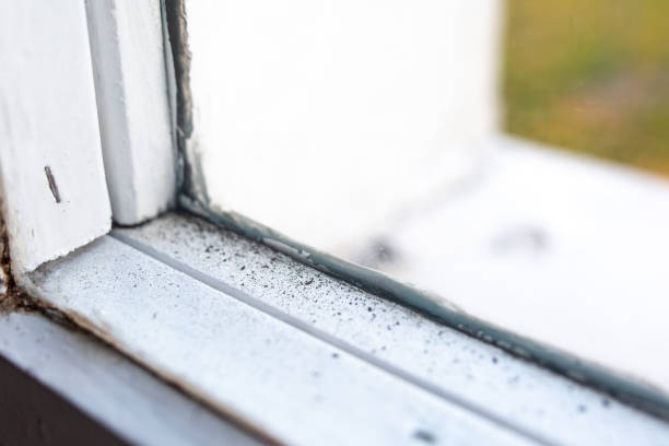 Best Black Mold Removal  in Philmont, NY